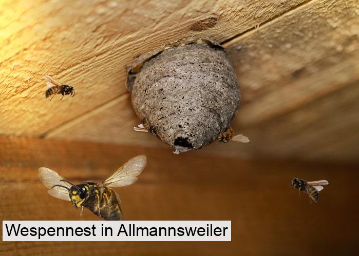 Wespennest in Allmannsweiler